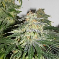 BUY GYPSY KUSH ONLINE