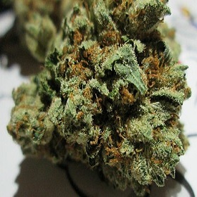 Buy King Cobra Weed Online