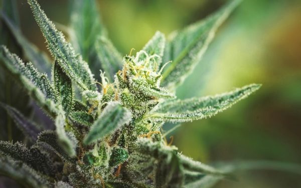 FUNKY BUDDHA BLEND